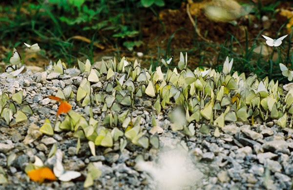 Cuc Phuong National Park