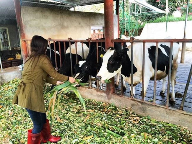 DaLat Milk Farm