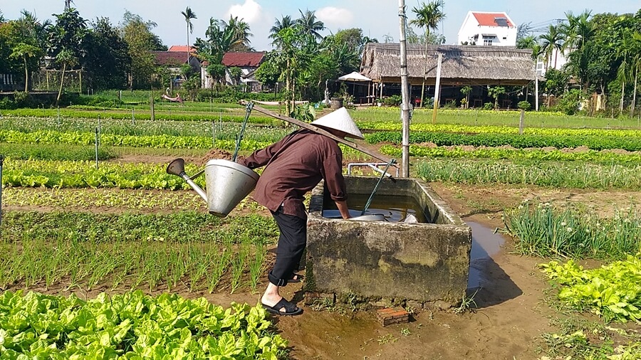 Trà Quế村