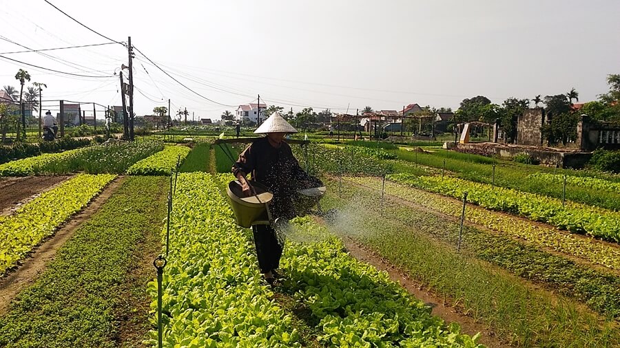 Trà Quế村の有機野菜