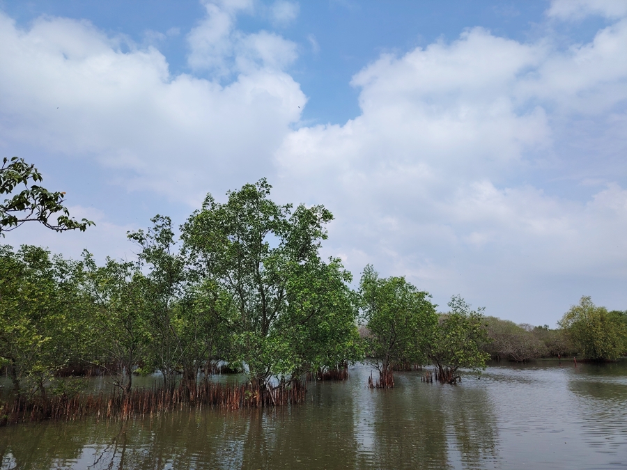 Cảnh nước rừng rú chá Huế