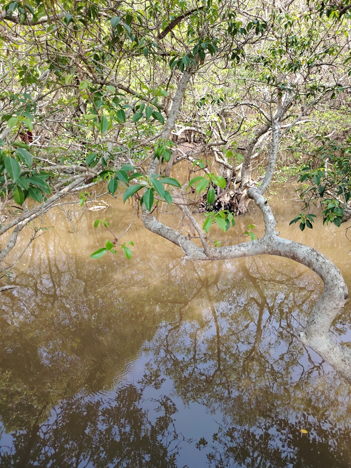 Cây cú chá soi bóng nước