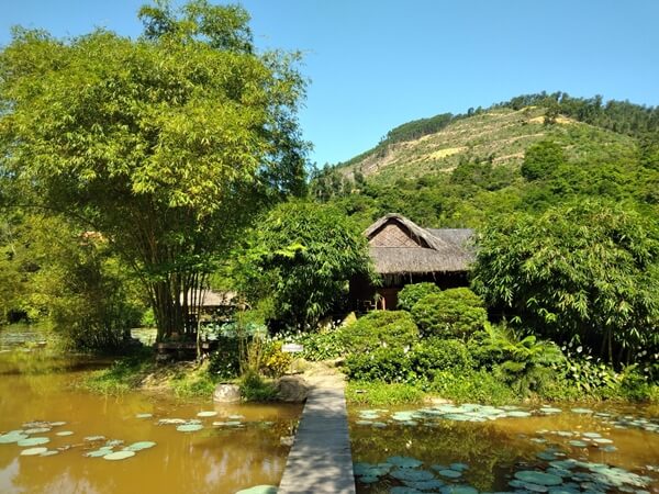 Cây tre biểu tượng của sự vượt khó