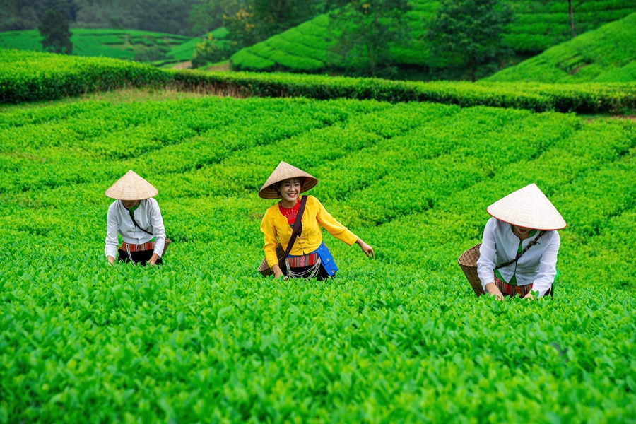 Các cô gái trên đồi chè ở Miền Bắc Việt Nam
