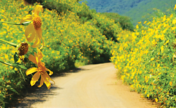da lat Vietnam - wild sunflowers