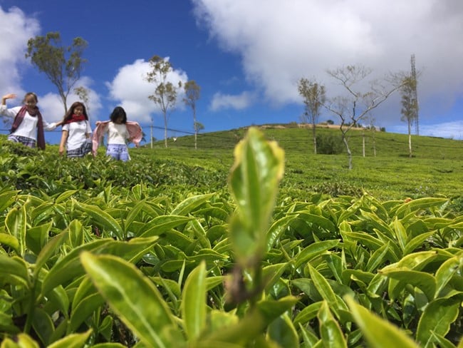 Cau Dat Tea Hill