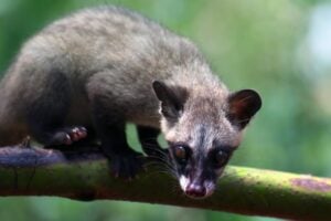 Civet cats, often mistaken for weasels, are raised to produce a unique type of coffee