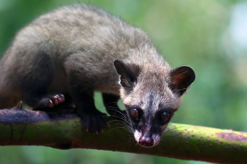 Civet cats, often mistaken for weasels, are raised to produce a unique type of coffee