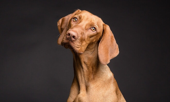 dog year people personality
