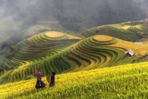 Rice field in Autumn
