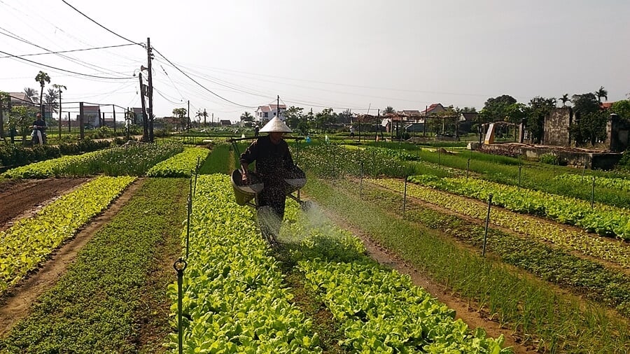 Tra Que Vegetable Village in Hoi An