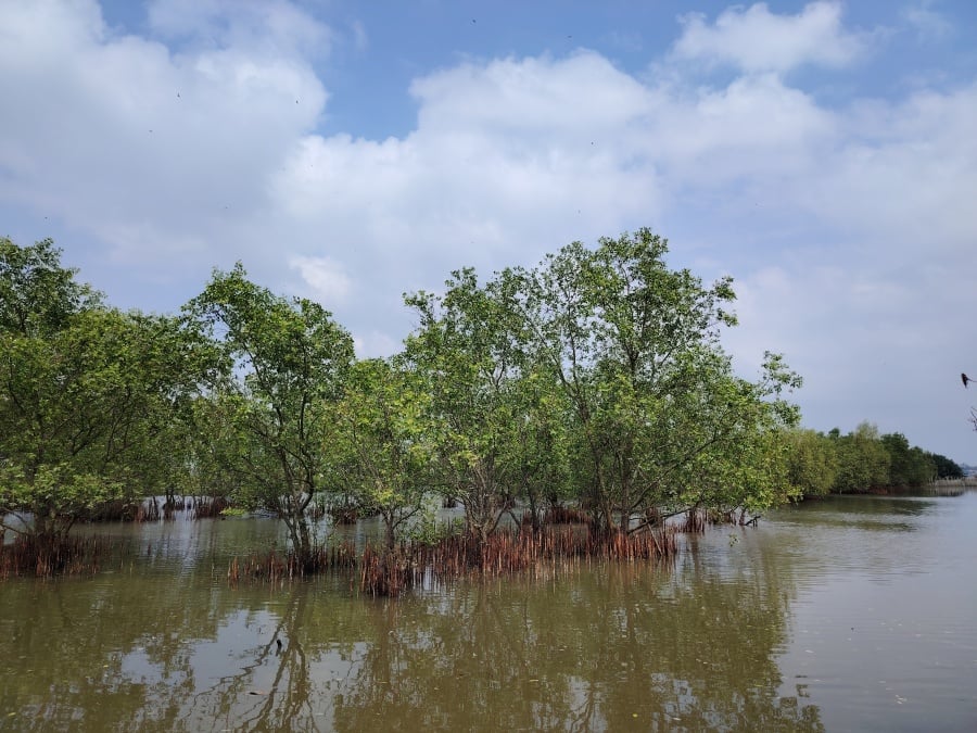 Green Ru Cha Mangrove Forest