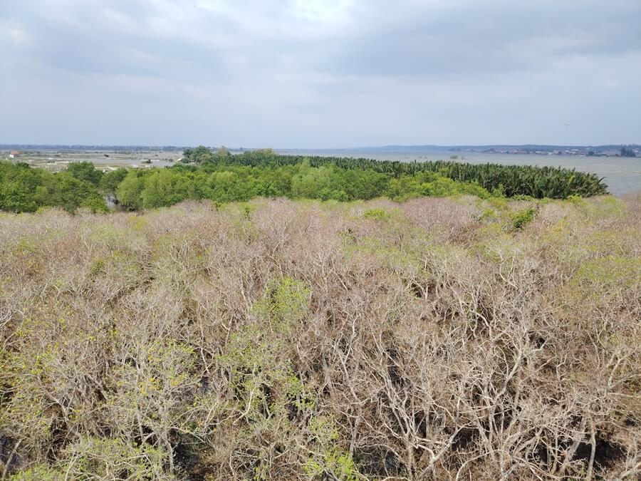 Ru Cha Forest in Hue City, looking at it from the tower