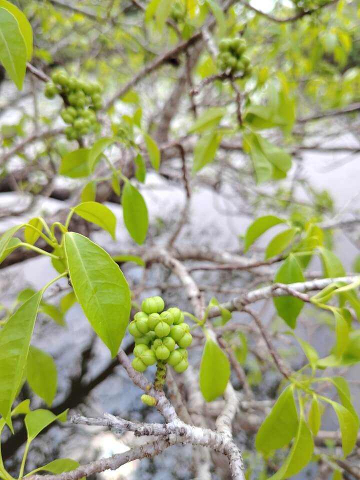 Ru Cha Fruits