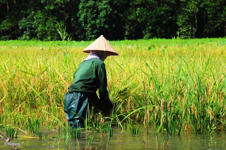 Farmer harvesting golden rice in Ninh Binh, North Vietnam