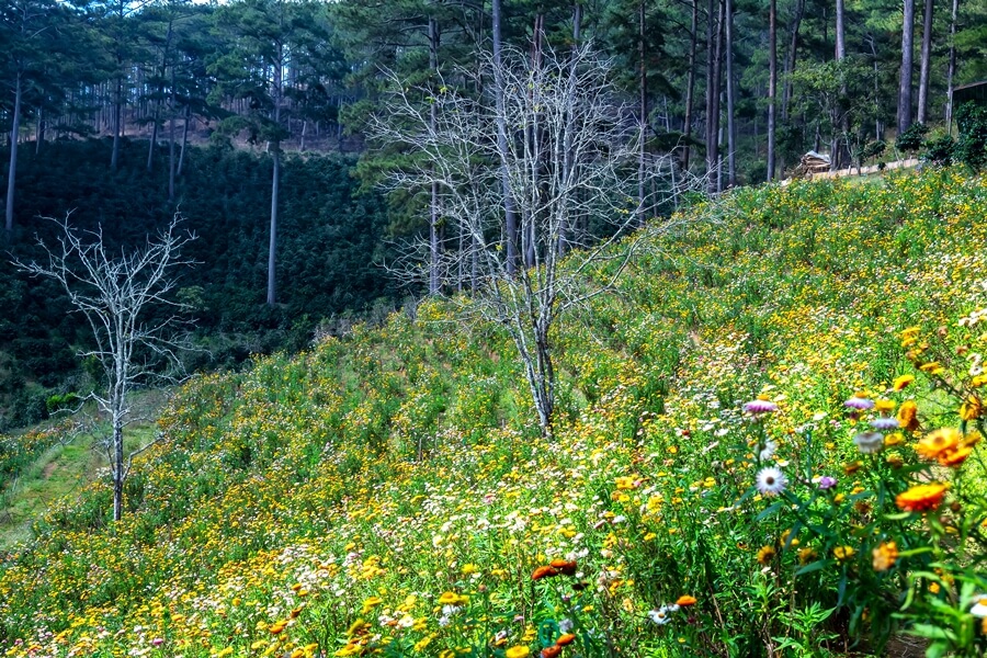 Visit flower garden in Da Lat