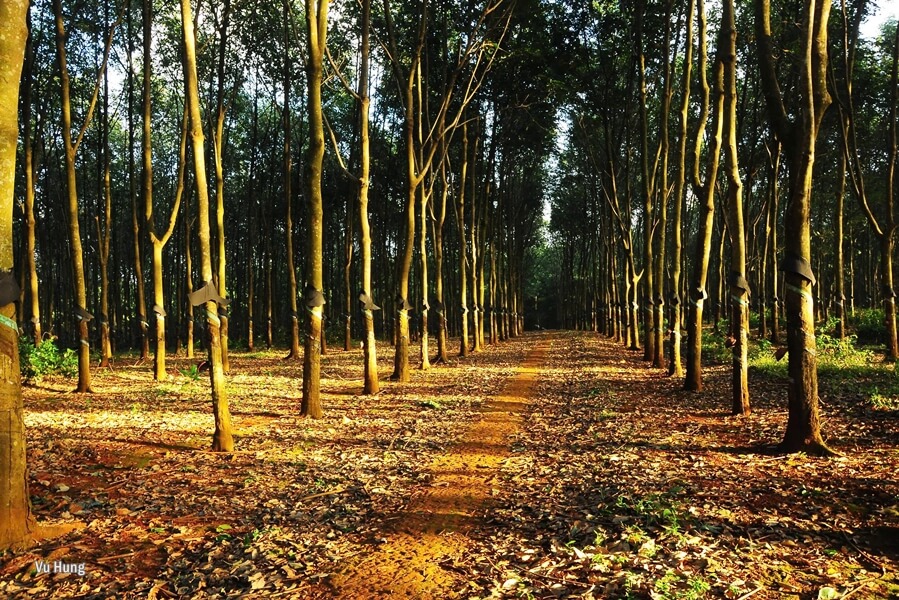 A scenic drive through lush rubber tree plantations in Vietnam's Central Highlands