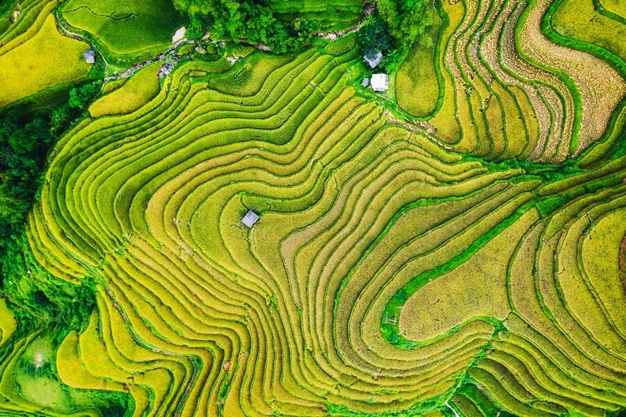 Rice field terraces in northern Vietnam, a must-see landscape in any Vietnam travel guide