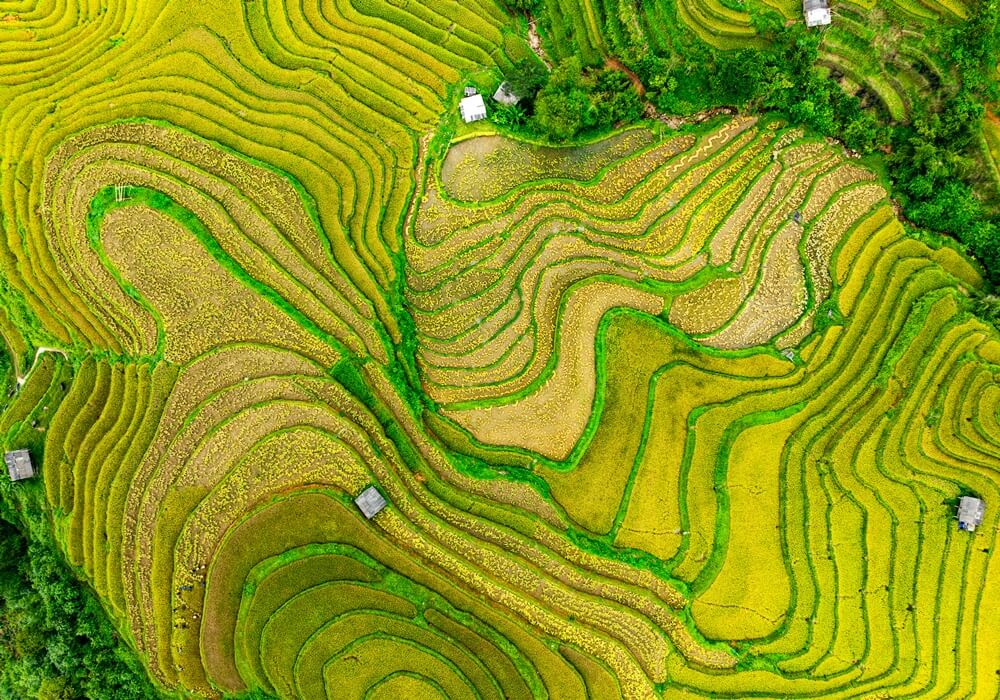 Golden rice fields on the mountain slopes of northern Vietnam