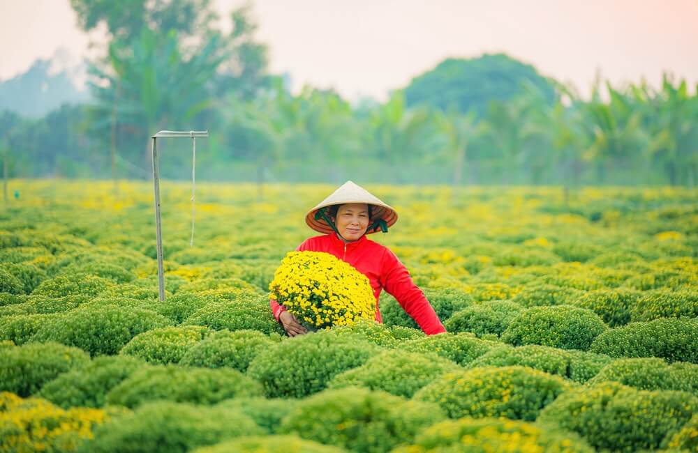 Woman tending yellow chrysanthemum flowers in Vietnam during the Tet season