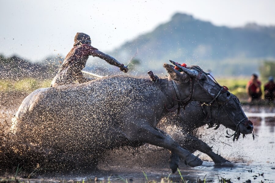 Two water buffalo racing through mud during a traditional buffalo festival in Vietnam