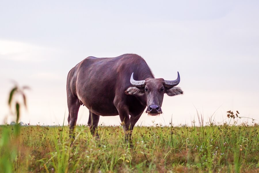 Buffalo symbol representing the Year of the Buffalo in the Vietnamese zodiac