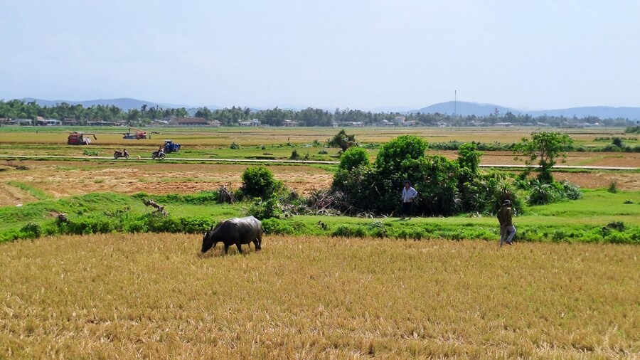 Water buffalo grazing in a harvested rice field with farmers and farming machinery in the background in rural Vietnam