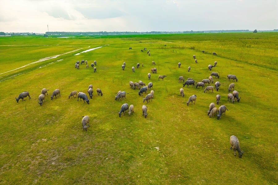 A herd of water buffalo grazing in a rural landscape in Vietnam