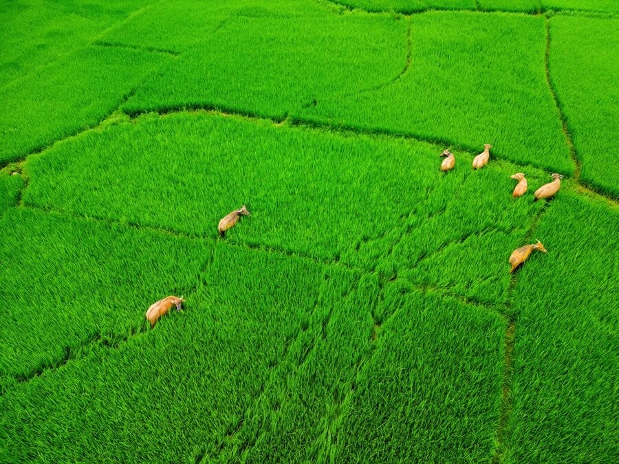A herd of water buffalo moving across green fields in Vietnam, forming a symbolic pattern in the landscape