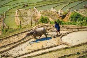 Farmer plowing terraced rice fields with a water buffalo in northwest Vietnam