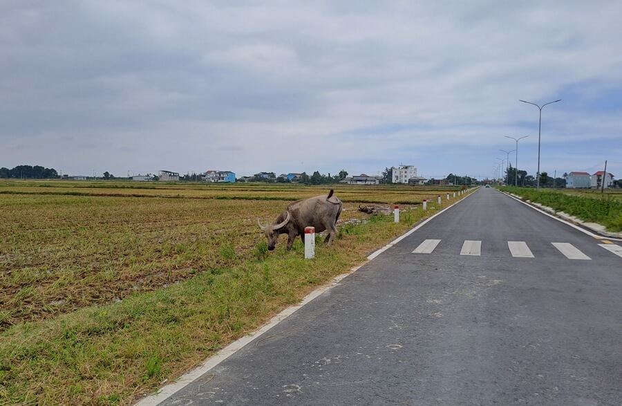 Water buffalo standing beside a rural road next to rice fields in central Vietnam