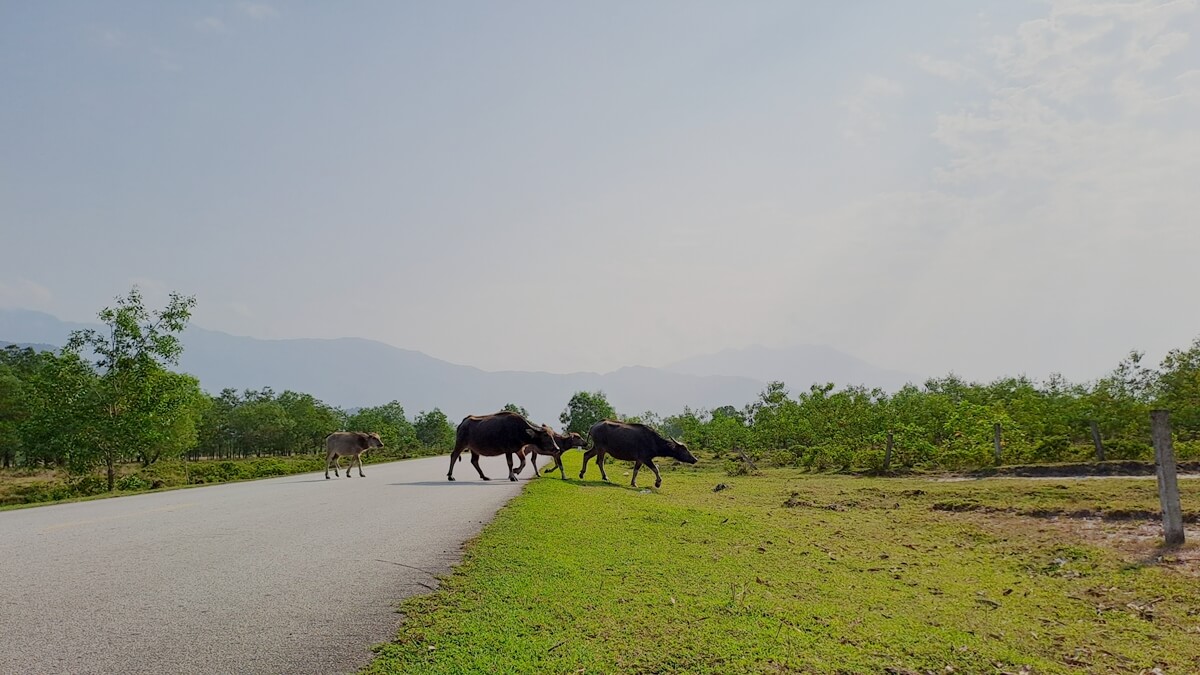 Water buffalo crossing a countryside road, a common scene along Central Vietnam travel routes