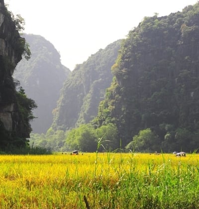Beautiful Golden Rice Field in Ninh Binh, North Vietnam